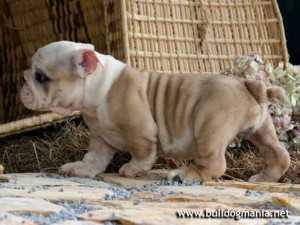 Blue Eyed French Bulldog Puppy