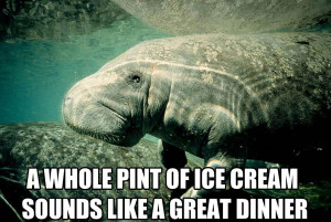 Calming Manatee ” is the single most greatest thing on the internet ...