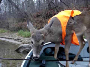 Deer jumps into a boat