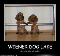 funny-dog-pictures-WIENER-DOG-LAKE