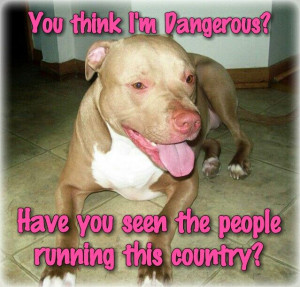 You think I'm dangerous? #PitBulls #Animals #Dogs #Funny