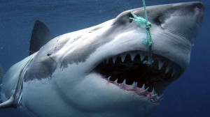 pointer shark being tagged for CSIRO research. Experts believe a shark ...