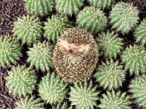 20 Unbelievable Animal Camouflage Examples