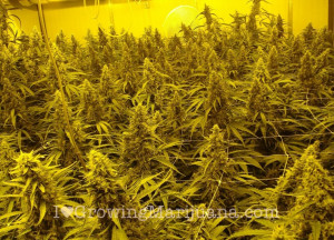 Funny Quotes Contact Dmca...