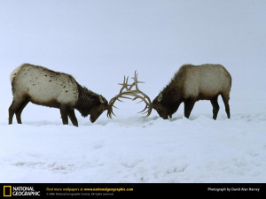 Fighting Bull Elk Pictures Desktop