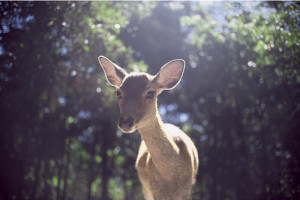 animal, bambi, beautiful, cute, deer, photography, summer, sunlight ...