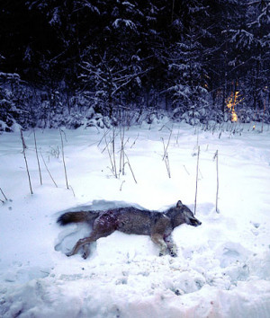 wolf lays on the snow after being shot by hunters on January 2, 2010 ...