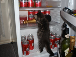 Kitty Caught In The Act Of Having a Drinking Problem