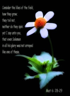 ... How They Grow They Tail Not Neither Do They Spin… ~ Bible Quotes