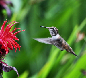 hummingbird-in-flight-towards-bee-balm-flower_49613.jpg