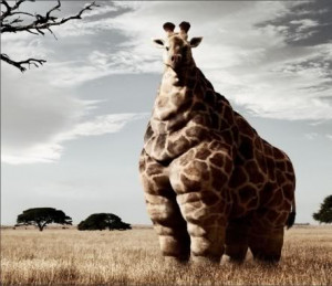 fat giraffe Image