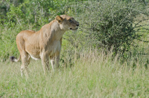 Lioness Looking Up Lioness looking