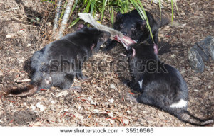trio of tasmanian devils eating kangaroo leg