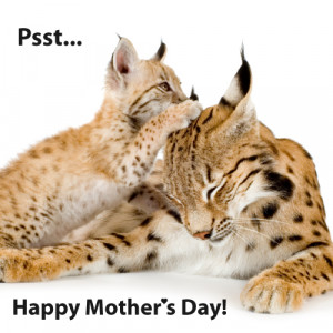 Happy Mother's Day to all the momma cats!