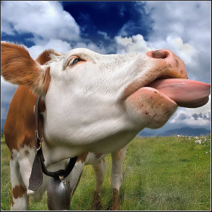 Funny Cows (4)