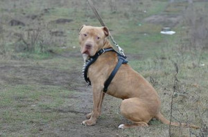 Pit Bull Training