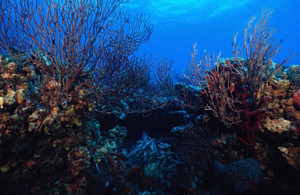 Under Water The Atlantic