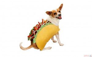 taco dog jpg