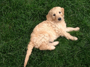 apricot goldendoodle puppies for sale