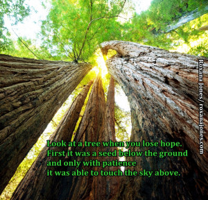 ... Seed that Became a Tree by Roxana Jones #quote #inspirationalpicture