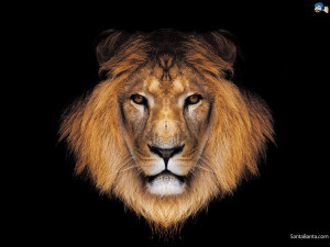 Wallpapers / Animals / Lions