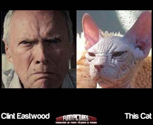 Clint Eastwood And This Cat – Funny Look Alikes