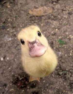 hi-there-duck
