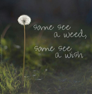 Some see a weed, Some see a wish.