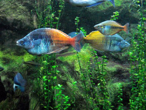 Fresh Water Fish Tanks Only