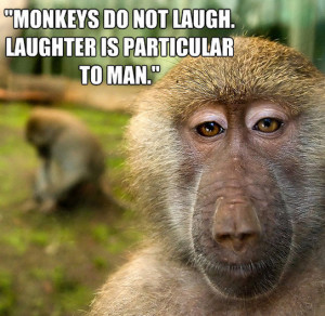 Monkeys Don't Laugh