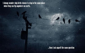 always wonder why birds to choose to stay in the same place