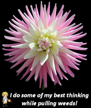 Inspirational Flower Photos