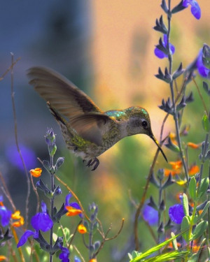 Small flowers and hummingbirds