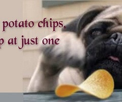 Pug Facebook Cover Photo For Your Timeline Pug Quotes Pugs are like
