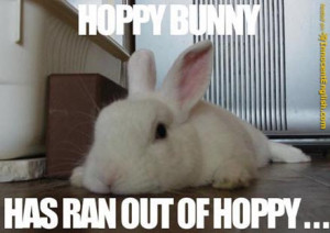 LoL Bunnies Cute Pics: funny lol pictures of bunny rabbits