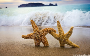 Pretty Starfish Pair Desktop Wallpaper