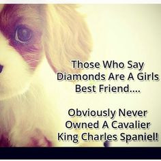 Instagram media jessicaoriley1 - #cavalierkingcharlesspaniel #ckcs # ...