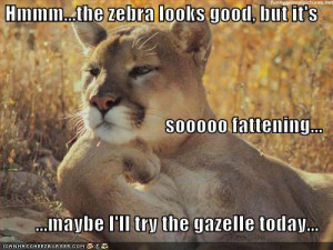 funny lion