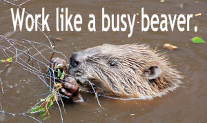 Example #1: Work with all your might, like a busy beaver.