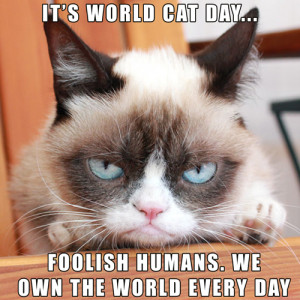 it s world cat day grumpy cat thinks one day is insufficient