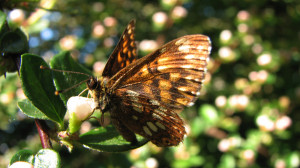 Butterfly on Rosebud background