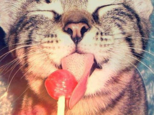 Kitty Cat licks lollipop