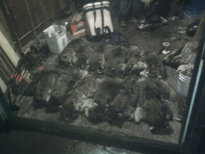 Thread: Fur Trapping 2013/2014 (pics)