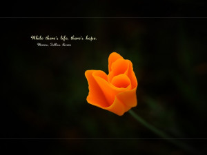 Wallpaper: Quotes-While Theres life theres hope quote wallpaper