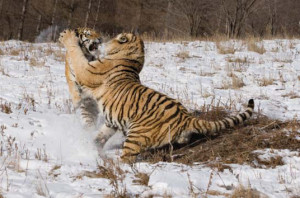 siberian tiger fighting