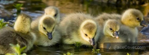 30+ Beautiful Cute Birds Facebook Cover Photos