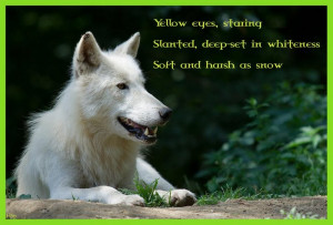 High resolution wolf wisdom desktop/laptop wallpaper. Listed in insnow ...