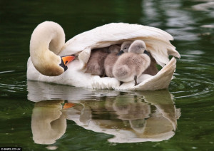 Hop aboard: The mother swan checks on the six cygnets tucked beneath ...