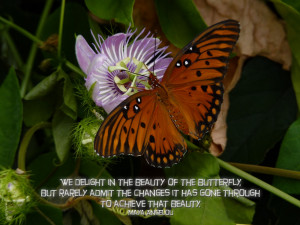 Butterfly's Life