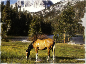 Grazing Horses Royalty Free